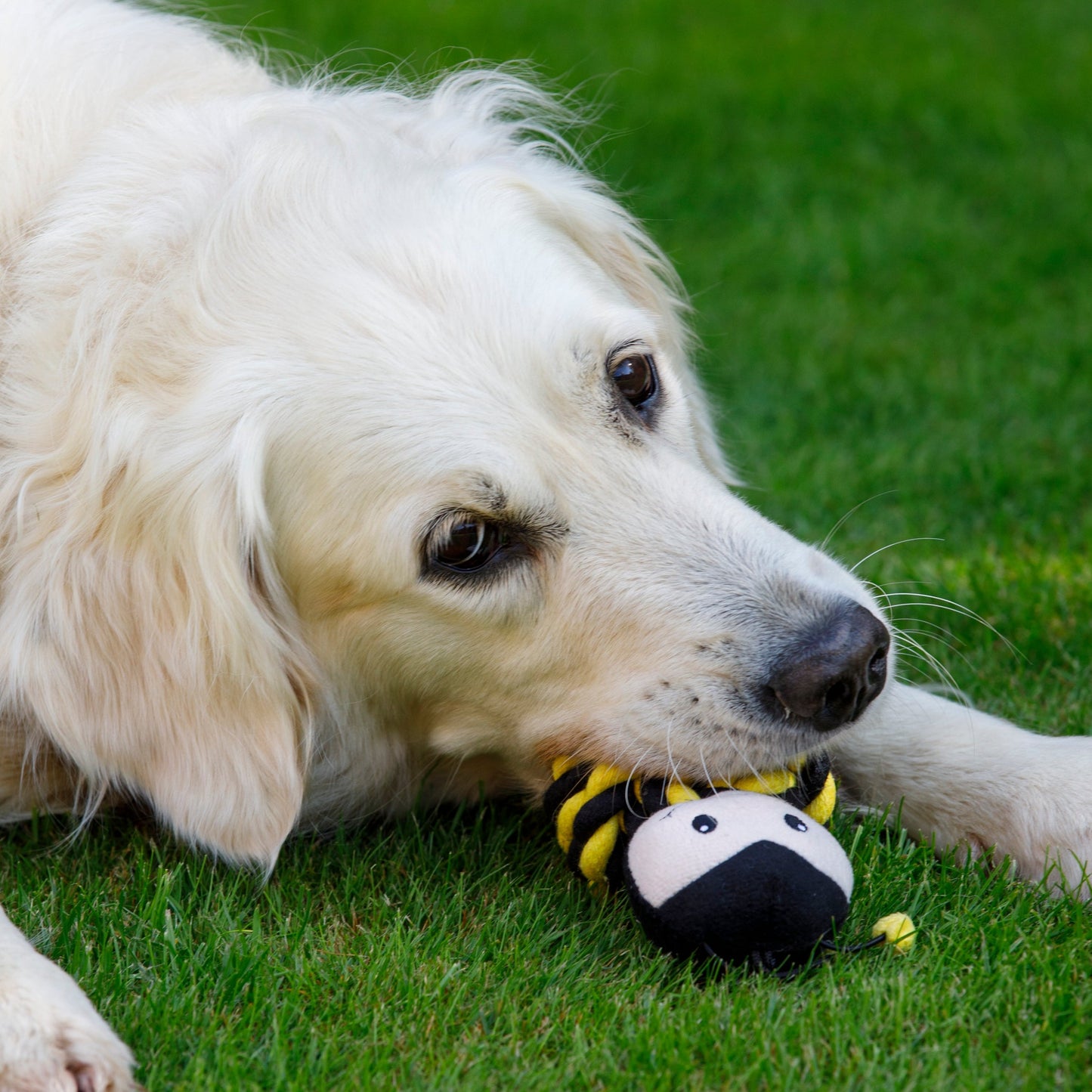 Bert Rope Ball Dog Toy