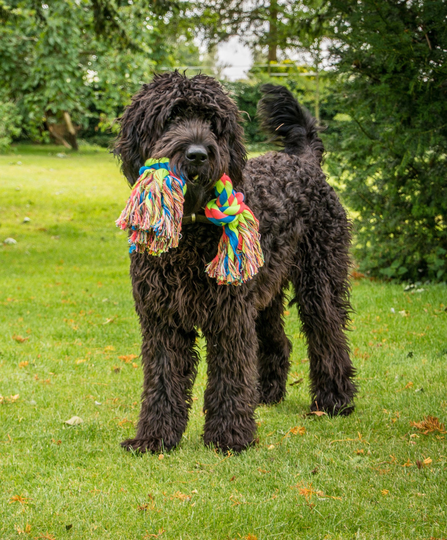 Triple Knot Rope Dog Toy