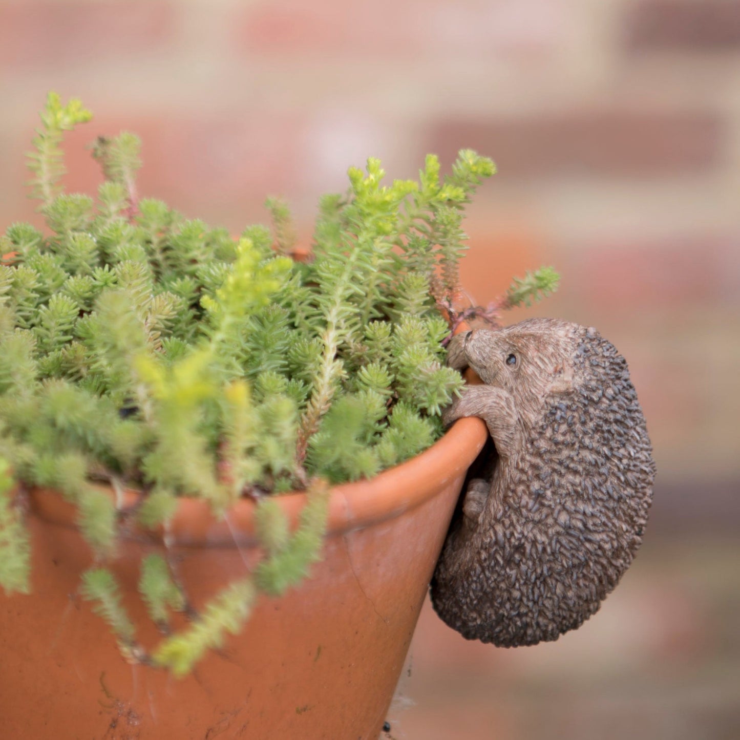 Hedgehog Pot Hanger